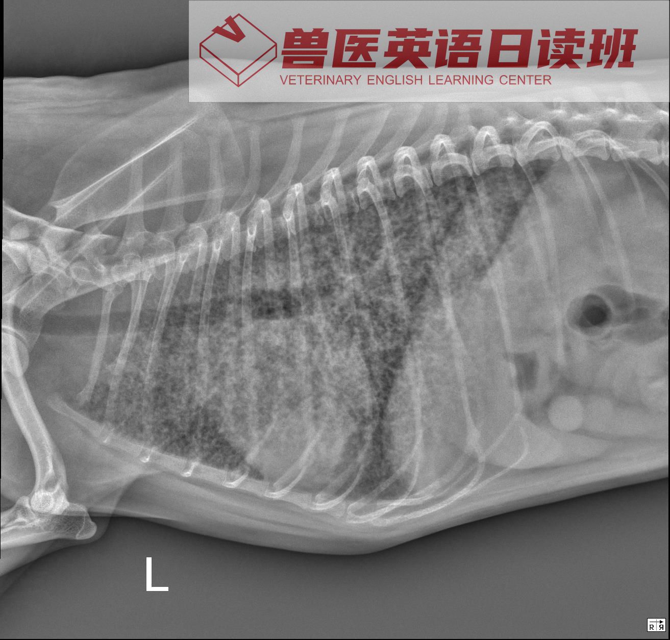 犬猫の内分泌病学 犬猫内分泌学第4四版钟友刚夏兆飞主译犬猫生理病理学犬猫流行病